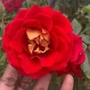 bhavyasrikottha